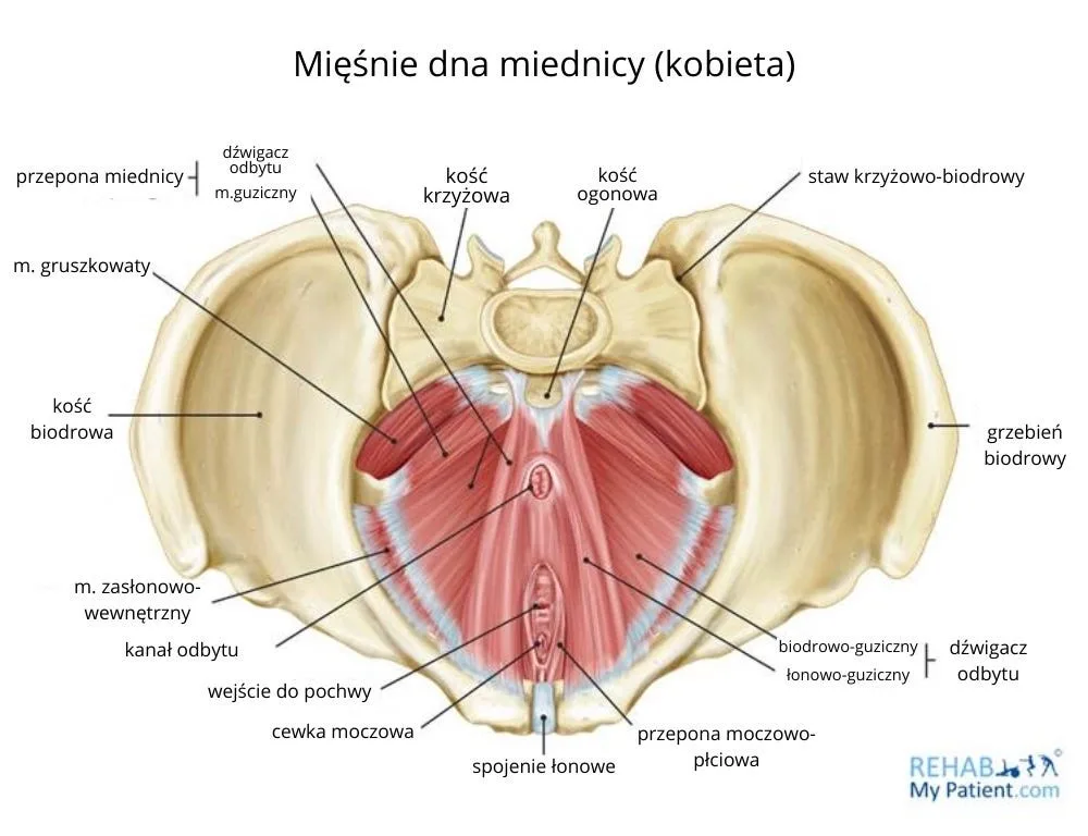 Dlaczego centrum w pilatesie to więcej niż brzuch? - ilustracja 03